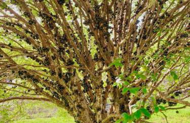 Puna Zen Botanical Garden Retreat - Foto 47