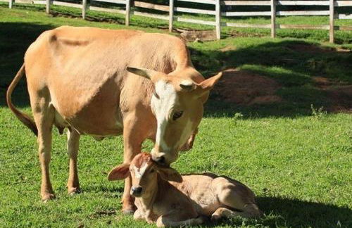 Hotel Fazenda Menino da Porteira - Foto 104
