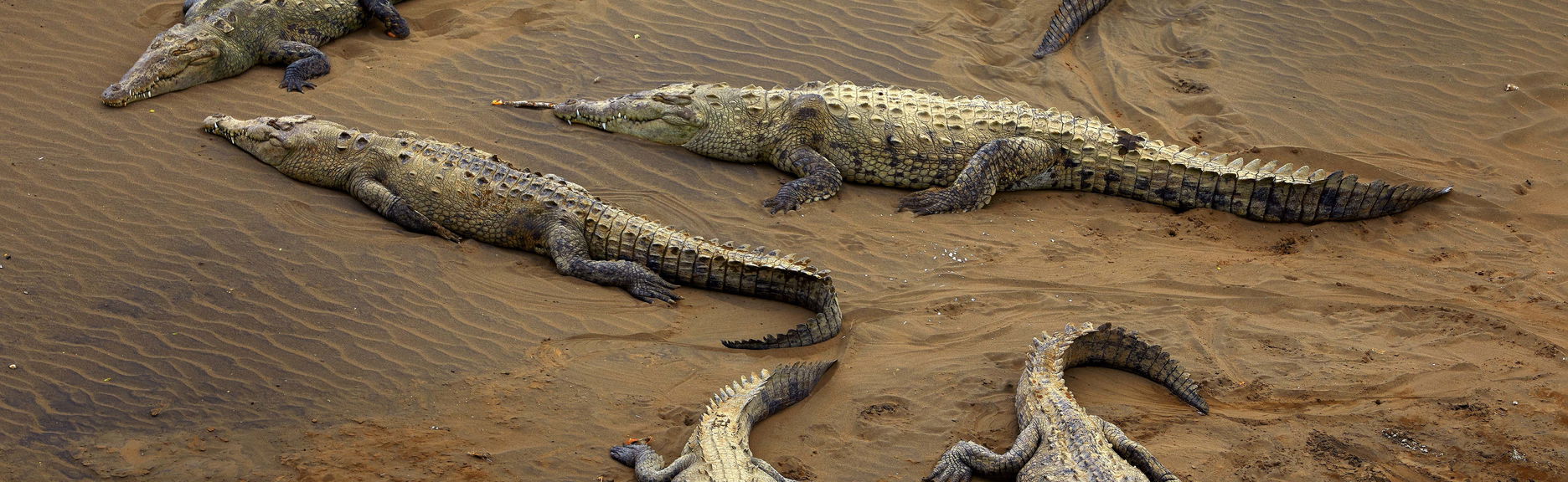 Avistamento de crocodilos no rio Tárcoles