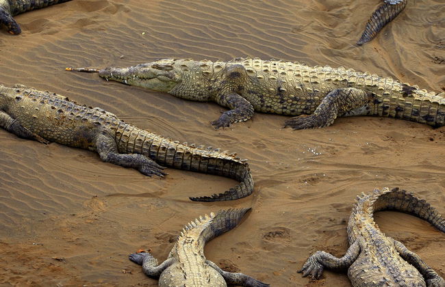 Avistamento de crocodilos no rio Tárcoles - Foto 1