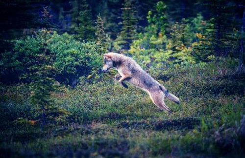 Riverfront Cabin Rental with All Meals Included inside Katmai National Park on the Alagnak Wild River, Alaska - Foto 26