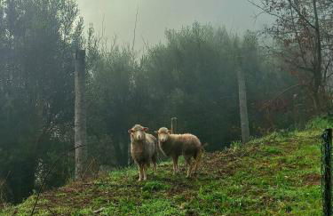 Casa de Suelas - Foto 18