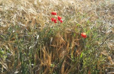 Ferienwohnungen Däubler - Foto 10