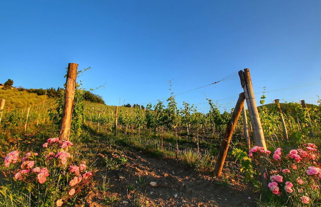 Escape to Vineyards, Elba - Foto 36
