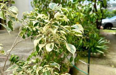 Casa Palumbo - Foto 14