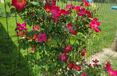 Casa Montefiore 13 Girasoli LT nella tranquilla campagna Marchigiana - Foto 37