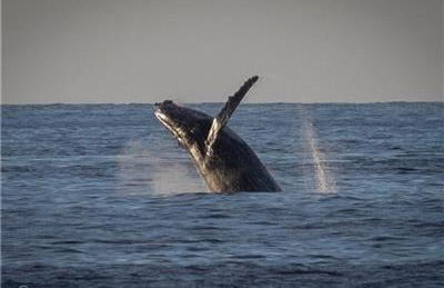 Alii Villas #301 condo - Foto 18