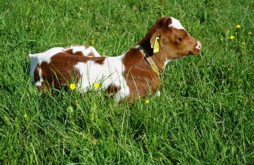 Ehrenmättlehof Faißt - Foto 27