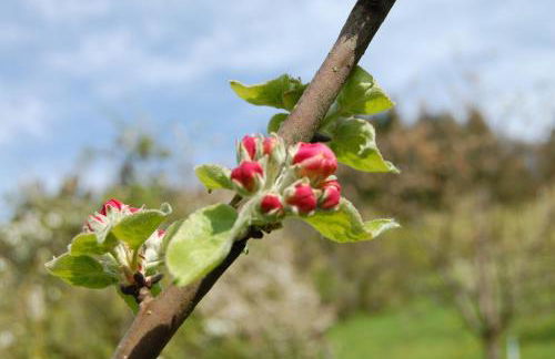 Ferienhof Fischer - Foto 8