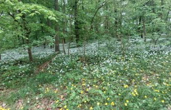 FriesenStee Unterkunft mit Infrarotsauna - Foto 13