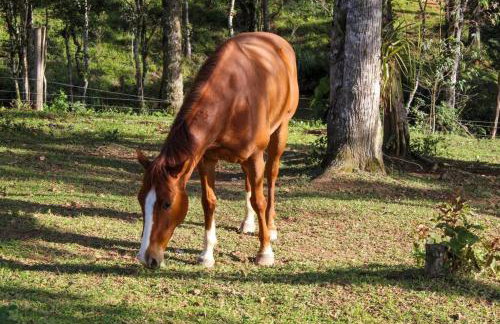 Chalé Romantico a 20km de Curitiba com banheira - Foto 27