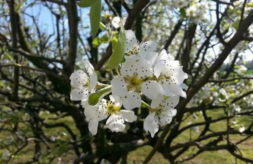 Azienda agrituristica Scotti - Foto 9