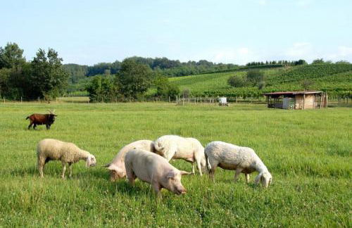 Ronc Dai Luchis - Foto 42