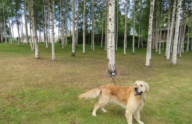 Tahko-Tours - Foto 45