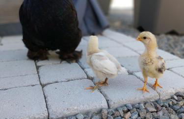 Beautiful 2 bed cottage with swimming pool - Foto 67