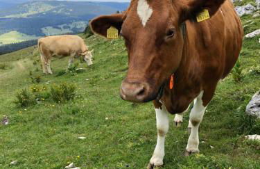 La Maison de la Douce Heure, 4 appartements climatisés avec jardin au centre ville proche des Thermes - Foto 77