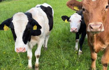 Falkaunest cozy Apartment mit Sauna am Feldberg - Foto 80