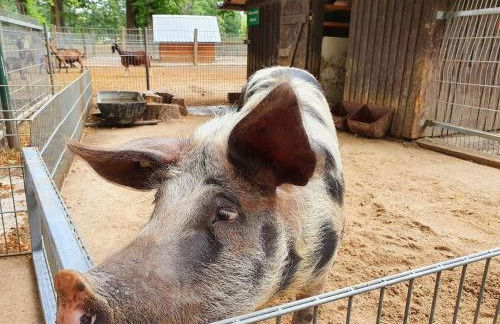 Wohnwagen am Rittergut Dornreichenbach - Foto 13