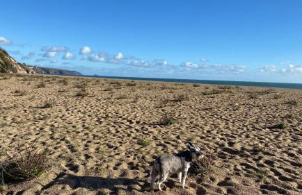 Dart Dream - Foto 29