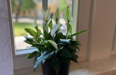 Ferienwohnungen Historische Post - Foto 28