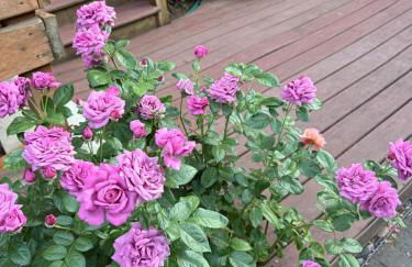 Rose Garden Family Stay - Foto 19