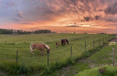 Dwa Żurawie - Głuszyn - Foto 55