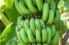 White House Mochlos - Foto 14