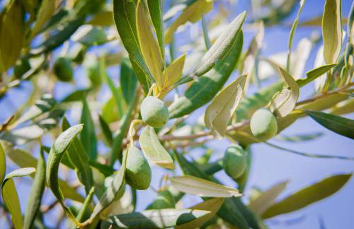 Ciuci's Manor - Foto 59