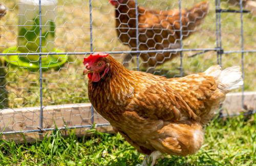 Quail Run Farm Pool Home - Foto 36