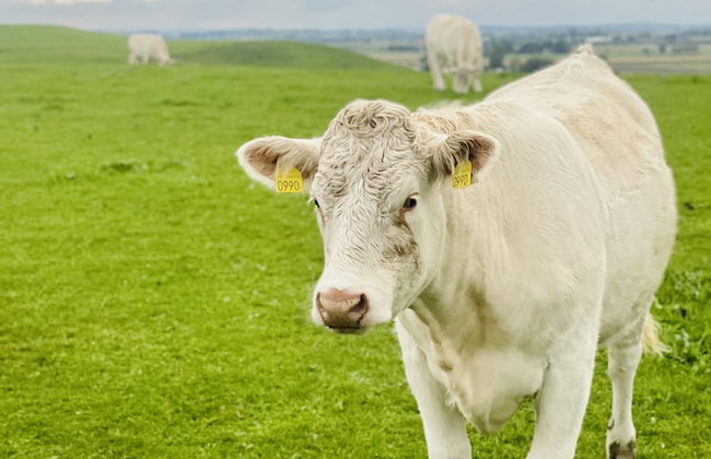 Kåseberga Hideout - Foto 57