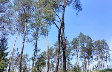 Leśna Chata kuracyjna nad rzeką z sauną w Borach Tucholskich - Foto 67