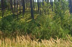 Biały Domek dla 6 osób oraz Domek Sternika dla 4 osób - jezioro, las, wiejski klimat - Foto 30