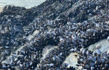 Cubert Nr Newquay Traditional 16th century cottage - Foto 36