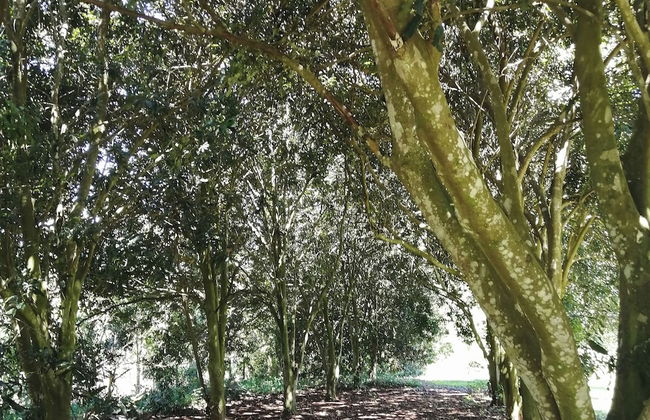 Crest Farm - Self-catering 2-bedroom, Wi-fi, Views, Swiming Pool - Foto 22