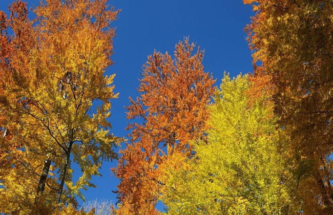 Private Chalet in the Woods - Photo 32