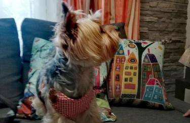 Casolare Isabella "Il rifugio dei vinili" and Alice's room - Foto 36