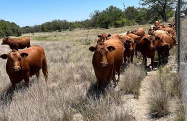 Dome Sweet Dome - Foto 12