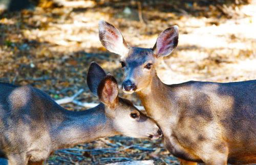 Pine Hills Cabin in Julian - Foto 41