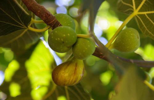 Peach Pine House - Escape Near City, Beach and Athens Airport - Foto 61