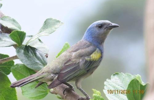 Passarinhada Hospedagem - Foto 62