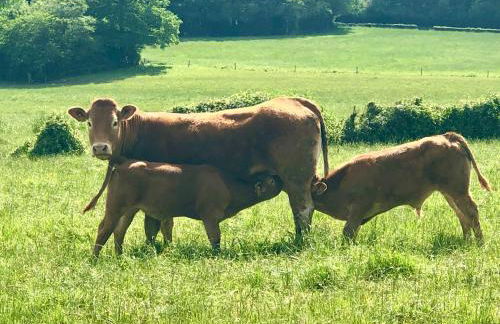 Mare aux nénuphars - Foto 27