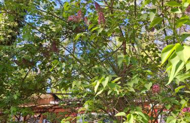 Waldidylle - Bungalows an der Talsperre Kriebstein - Foto 21