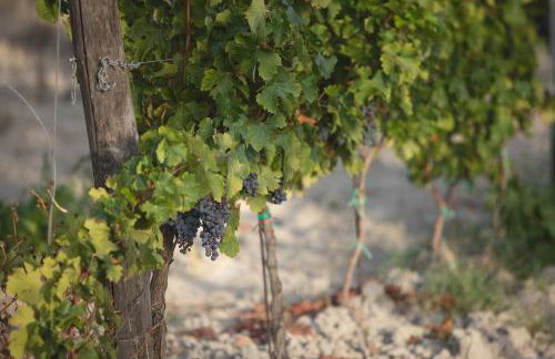 Le Fraine - Agriturismo & Olives Glamping - Foto 59