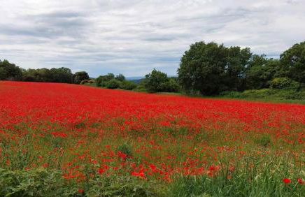 Chez Mi-Chèle - Foto 1