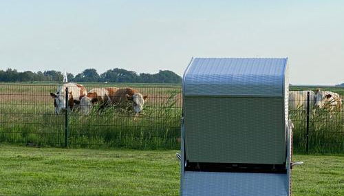 Zingst Haus Hugo - Foto 2, Garden, Garden view