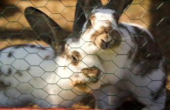 Ferienwohnung Peters - Photo 69