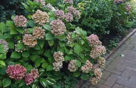 Stylisches Garden Cottage - Foto 28