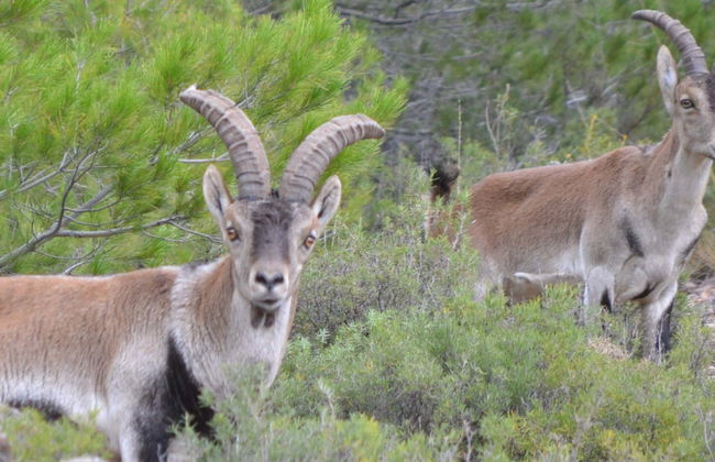 Tour en 4x4 por las Sierras de Cazorla, Segura y Las Villas - Foto 1