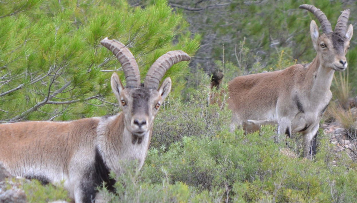 Tour di Sierra de Cazorla, Segura y Las Villas in 4x4