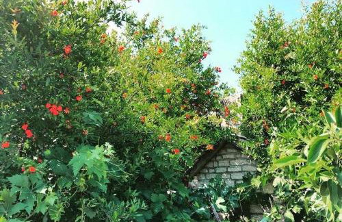 Faros oasis - Foto 69